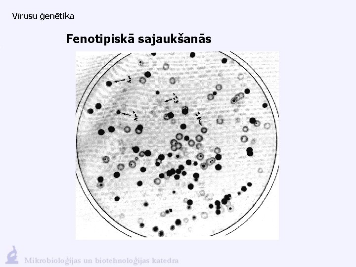 Vīrusu ģenētika Fenotipiskā sajaukšanās 