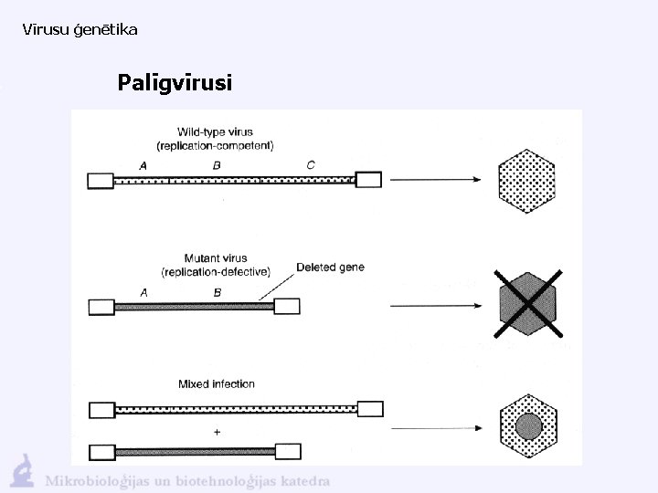 Vīrusu ģenētika Palīgvīrusi 