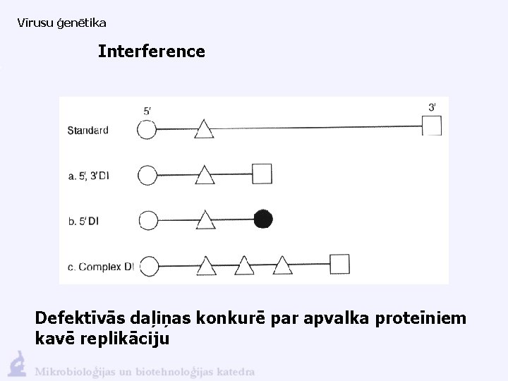 Vīrusu ģenētika Interference Defektīvās daļiņas konkurē par apvalka proteīniem kavē replikāciju 