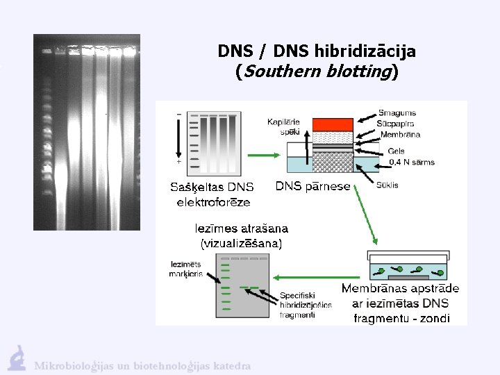 DNS / DNS hibridizācija (Southern blotting) 