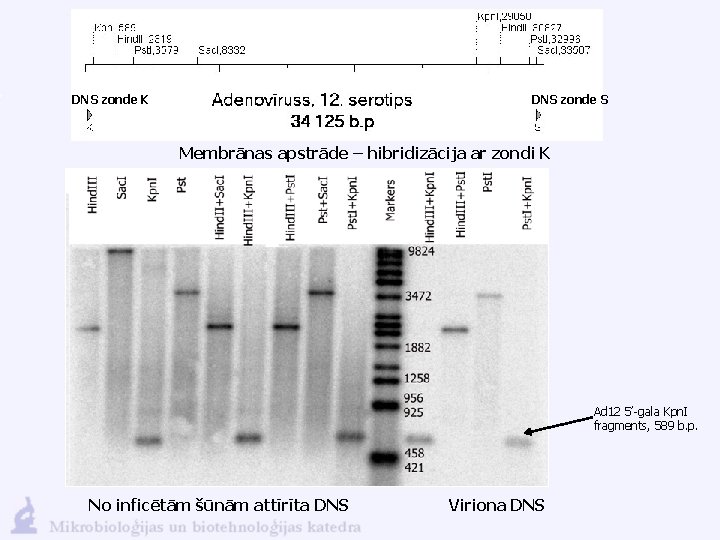 DNS zonde K DNS zonde S Membrānas apstrāde – hibridizācija ar zondi K Ad