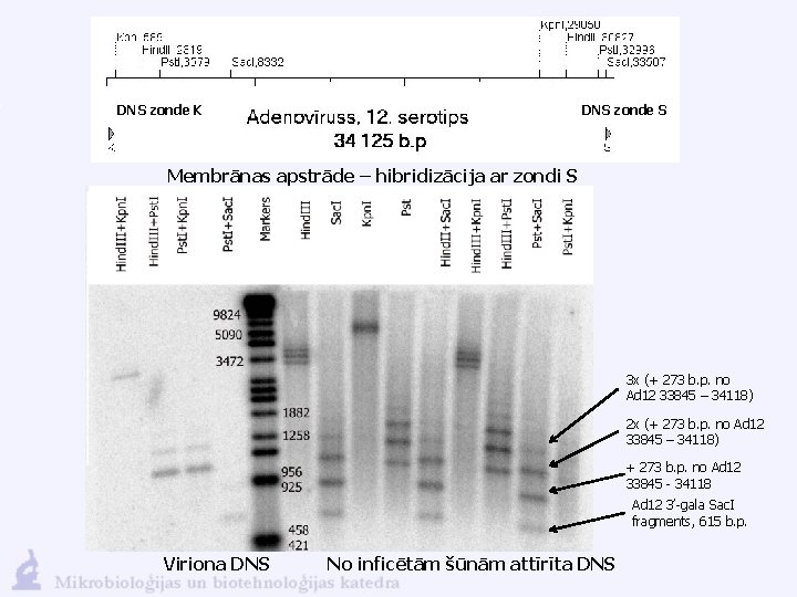 DNS zonde K DNS zonde S Membrānas apstrāde – hibridizācija ar zondi S 3