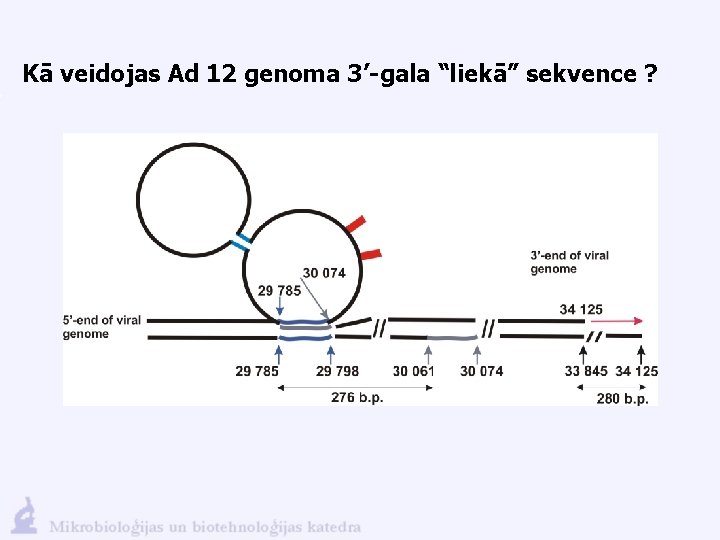 Kā veidojas Ad 12 genoma 3’-gala “liekā” sekvence ? 