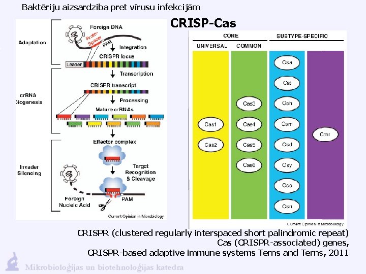 Baktēriju aizsardziba pret vīrusu infekcijām CRISP-Cas CRISPR (clustered regularly interspaced short palindromic repeat) Cas