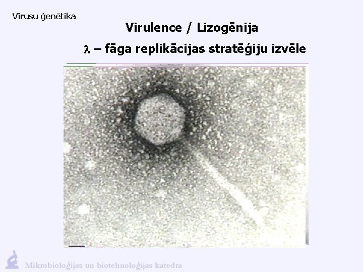 Vīrusu ģenētika Virulence / Lizogēnija l – fāga replikācijas stratēģiju izvēle 