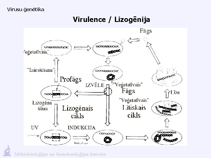 Vīrusu ģenētika Virulence / Lizogēnija 