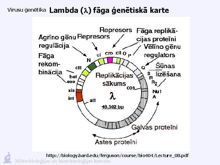 Vīrusu ģenētika Lambda (l) fāga ģenētiskā karte http: //biology. bard. edu/ferguson/course/bio 404/Lecture_08. pdf 