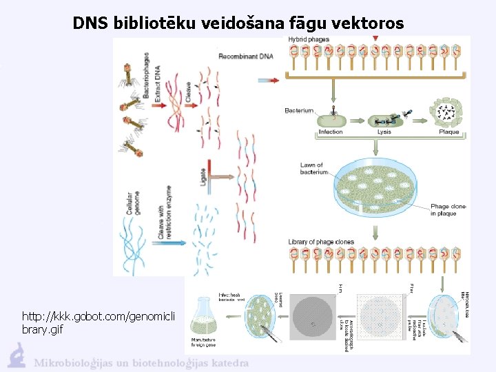 DNS bibliotēku veidošana fāgu vektoros http: //kkk. gobot. com/genomicli brary. gif 
