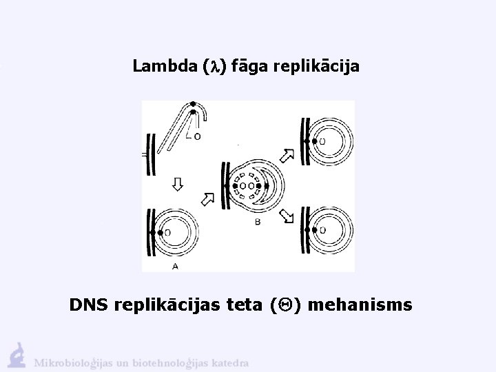 Lambda (l) fāga replikācija DNS replikācijas teta ( ) mehanisms 