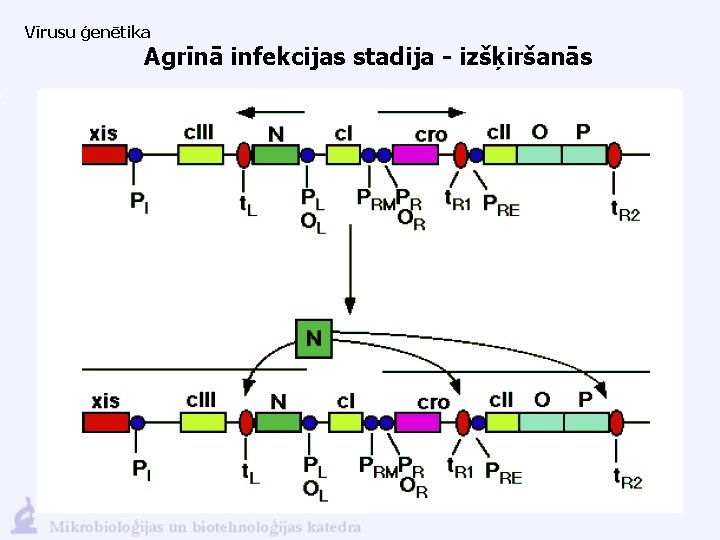 Vīrusu ģenētika Agrīnā infekcijas stadija - izšķiršanās 