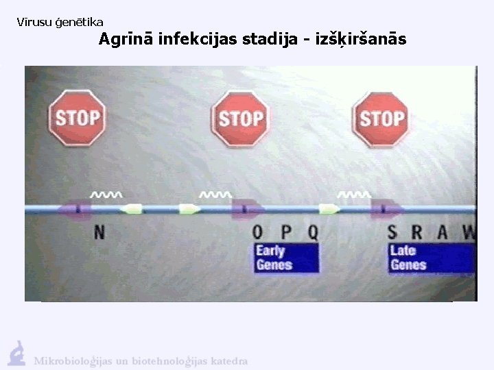 Vīrusu ģenētika Agrīnā infekcijas stadija - izšķiršanās 