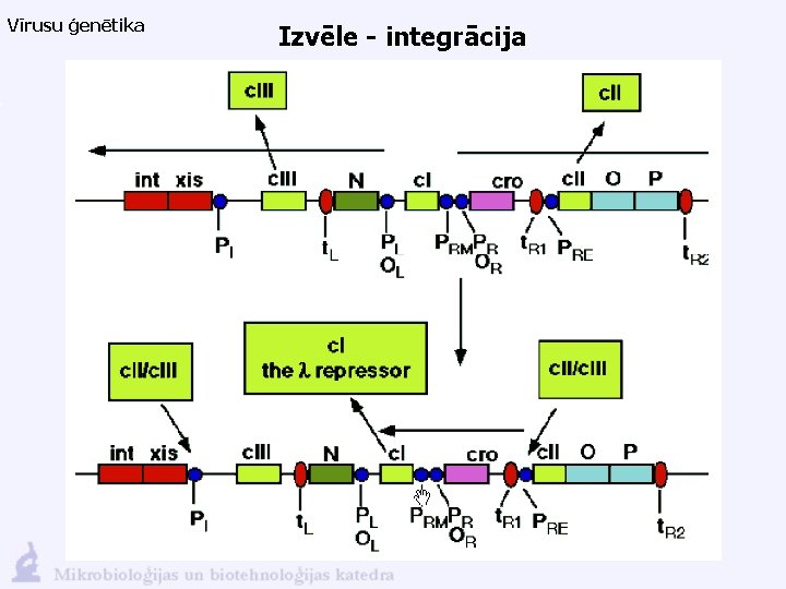 Vīrusu ģenētika Izvēle - integrācija 