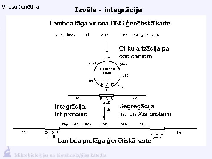 Vīrusu ģenētika Izvēle - integrācija 