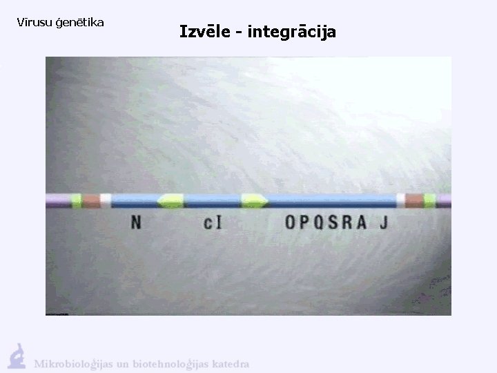 Vīrusu ģenētika Izvēle - integrācija 