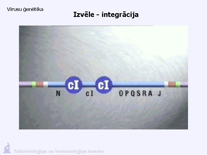 Vīrusu ģenētika Izvēle - integrācija 