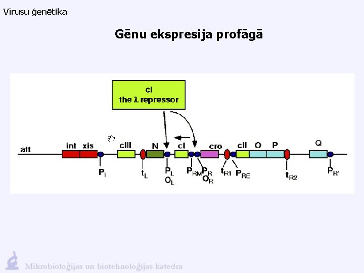 Vīrusu ģenētika Gēnu ekspresija profāgā 