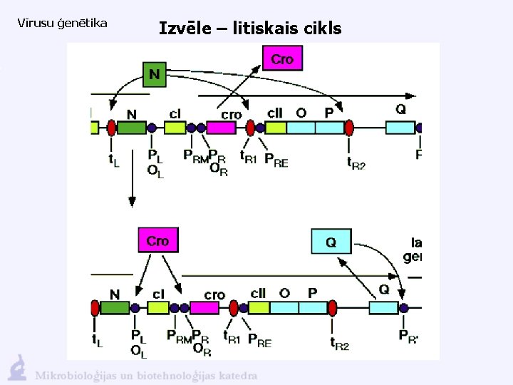 Vīrusu ģenētika Izvēle – litiskais cikls 