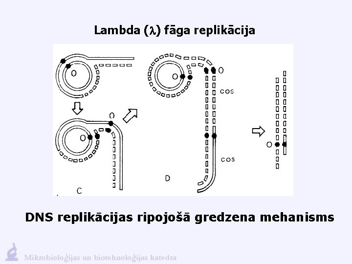 Lambda (l) fāga replikācija DNS replikācijas ripojošā gredzena mehanisms 