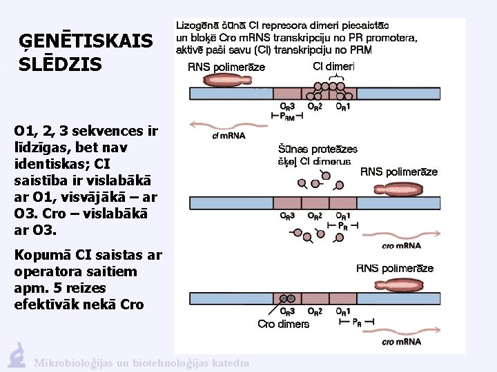 ĢENĒTISKAIS SLĒDZIS O 1, 2, 3 sekvences ir līdzīgas, bet nav identiskas; CI saistība