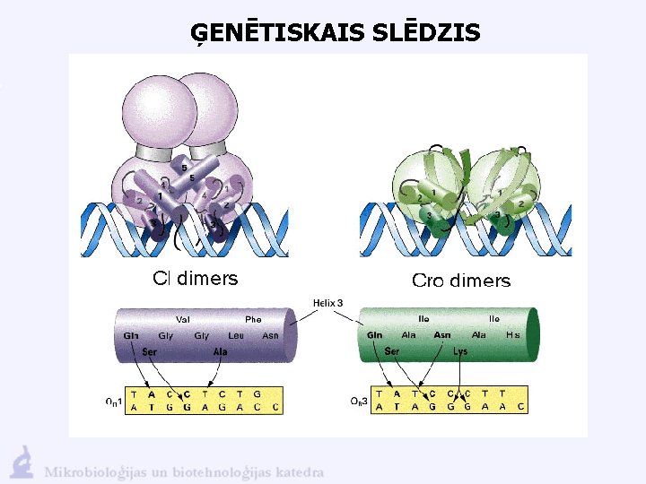 ĢENĒTISKAIS SLĒDZIS 