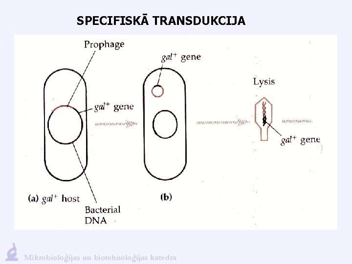 SPECIFISKĀ TRANSDUKCIJA 