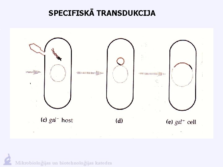 SPECIFISKĀ TRANSDUKCIJA 