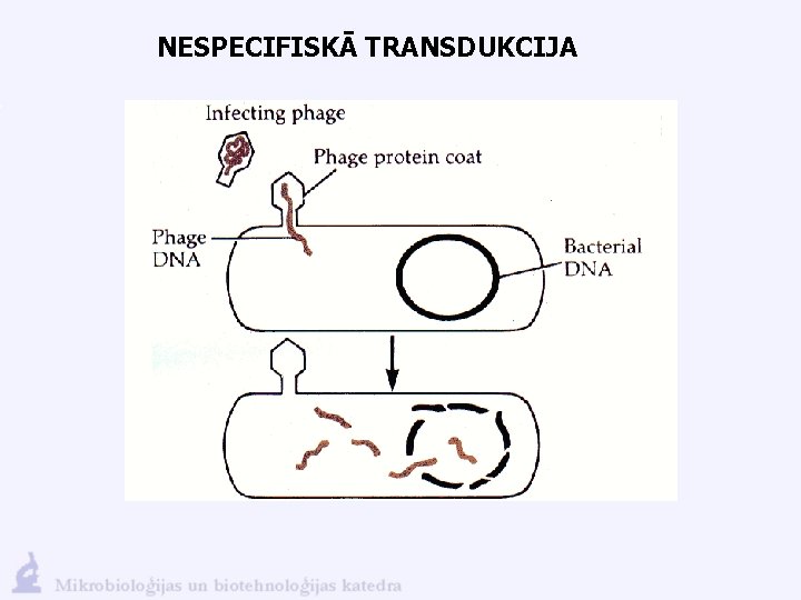 NESPECIFISKĀ TRANSDUKCIJA 