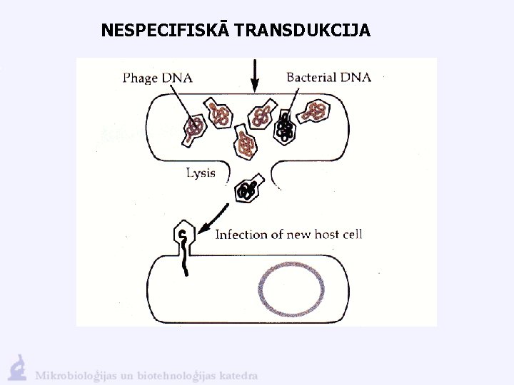 NESPECIFISKĀ TRANSDUKCIJA 