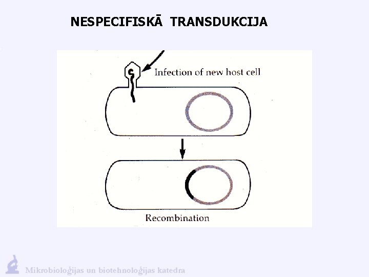 NESPECIFISKĀ TRANSDUKCIJA 