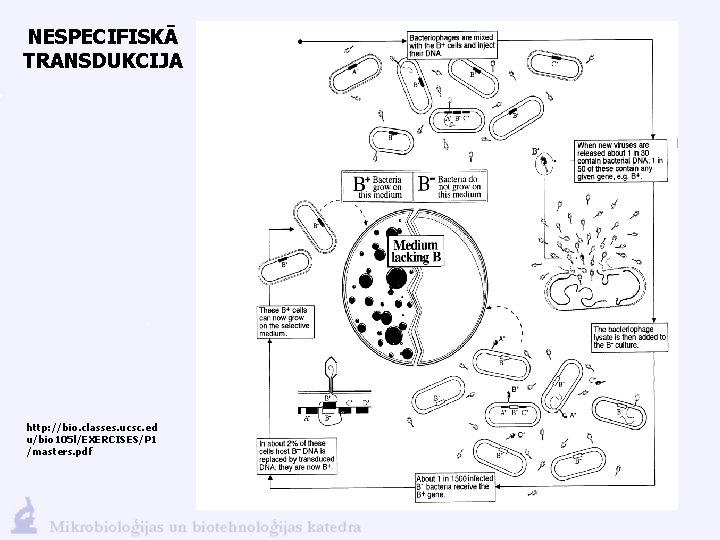 NESPECIFISKĀ TRANSDUKCIJA http: //bio. classes. ucsc. ed u/bio 105 l/EXERCISES/P 1 /masters. pdf 