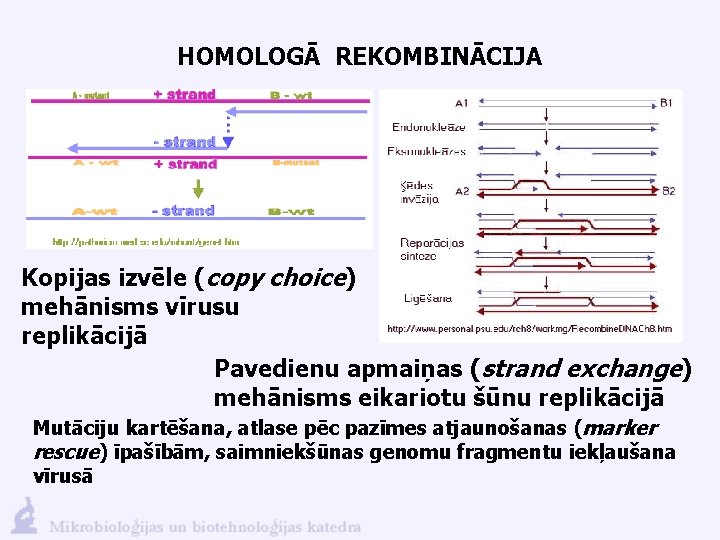 HOMOLOGĀ REKOMBINĀCIJA Kopijas izvēle (copy choice) mehānisms vīrusu replikācijā Pavedienu apmaiņas (strand exchange) mehānisms