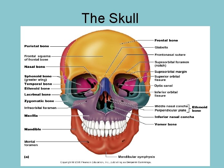 The Skull 