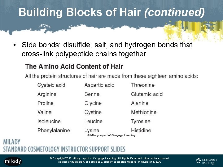 Building Blocks of Hair (continued) • Side bonds: disulfide, salt, and hydrogen bonds that