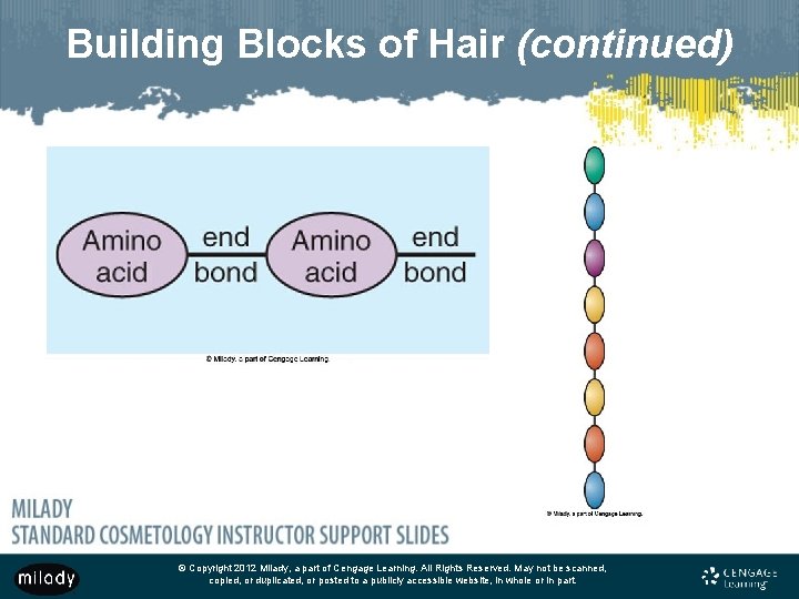 Building Blocks of Hair (continued) © Copyright 2012 Milady, a part of Cengage Learning.