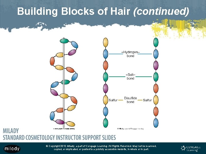 Building Blocks of Hair (continued) © Copyright 2012 Milady, a part of Cengage Learning.