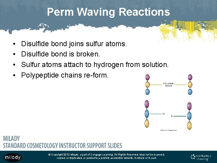 Perm Waving Reactions • • Disulfide bond joins sulfur atoms. Disulfide bond is broken.