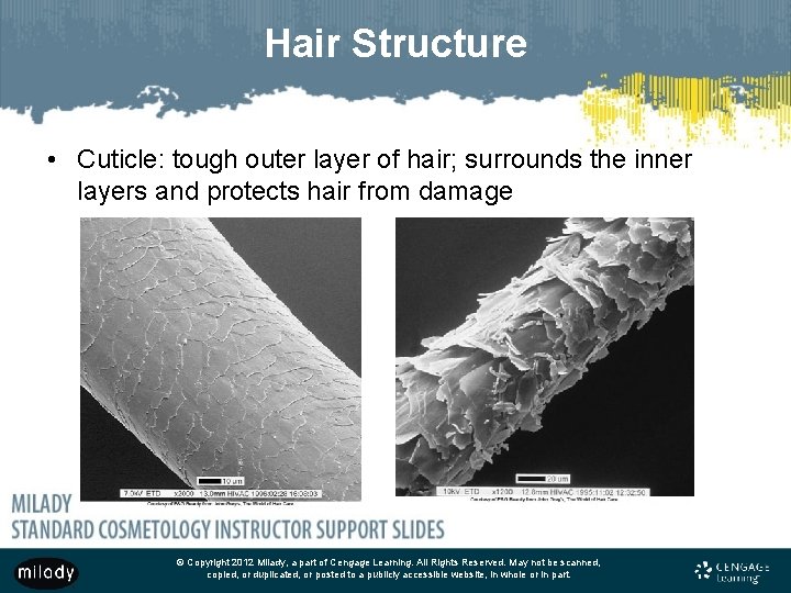 Hair Structure • Cuticle: tough outer layer of hair; surrounds the inner layers and
