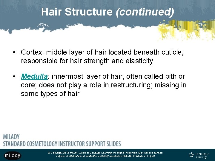 Hair Structure (continued) • Cortex: middle layer of hair located beneath cuticle; responsible for