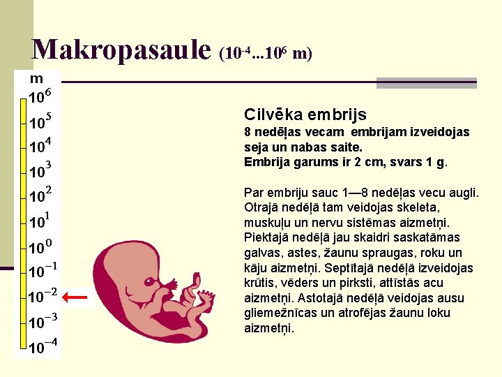 Makropasaule (10 -4. . . 106 m) Cilvēka embrijs 8 nedēļas vecam embrijam izveidojas