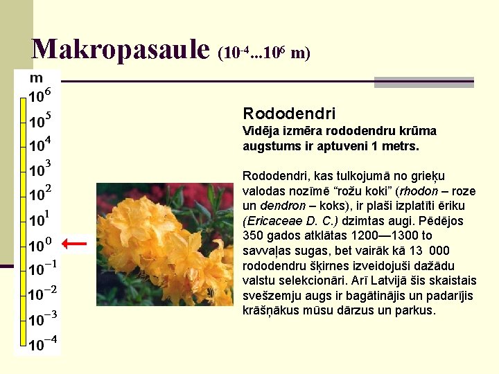 Makropasaule (10 -4. . . 106 m) Rododendri Vidēja izmēra rododendru krūma augstums ir