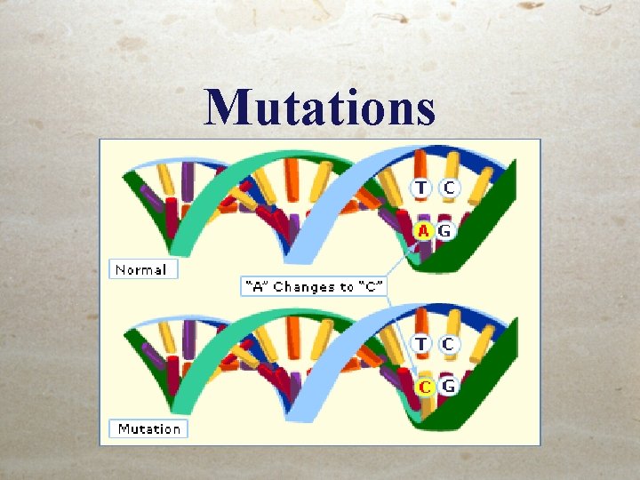Mutations Mutations Any mistake or change in DNA