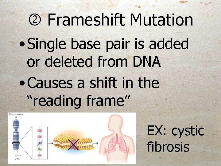Frameshift Mutation • Single base pair is added or deleted from DNA • Frameshift Mutation • Single base pair is added or deleted from DNA •