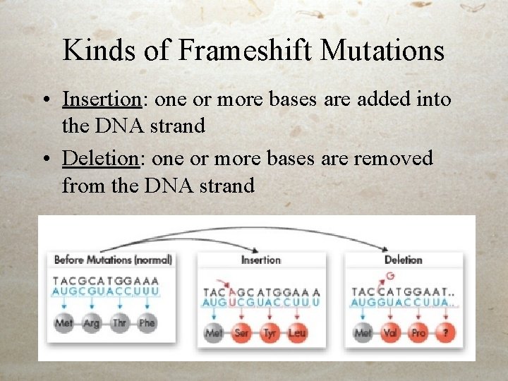 Kinds of Frameshift Mutations • Insertion: one or more bases are added into the Kinds of Frameshift Mutations • Insertion: one or more bases are added into the