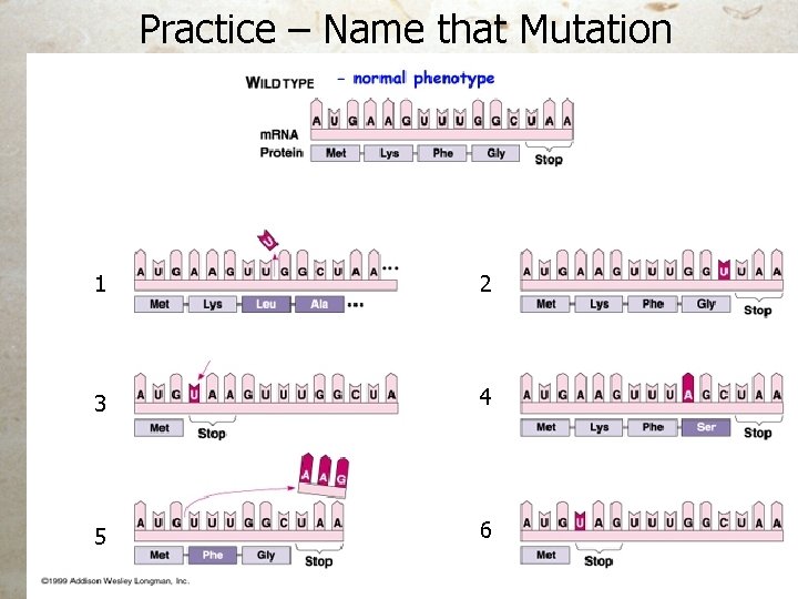 Practice – Name that Mutation 1 2 3 4 5 6 Practice – Name that Mutation 1 2 3 4 5 6