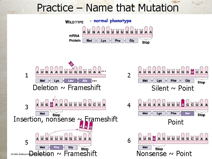 Practice – Name that Mutation 1 2 Deletion ~ Frameshift Silent ~ Point 4 Practice – Name that Mutation 1 2 Deletion ~ Frameshift Silent ~ Point 4