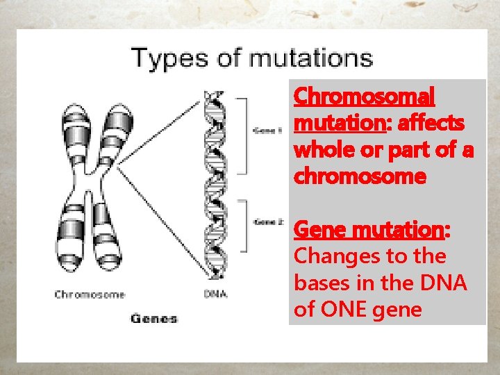 Chromosomal mutation: affects whole or part of a chromosome Gene mutation: Changes to the Chromosomal mutation: affects whole or part of a chromosome Gene mutation: Changes to the