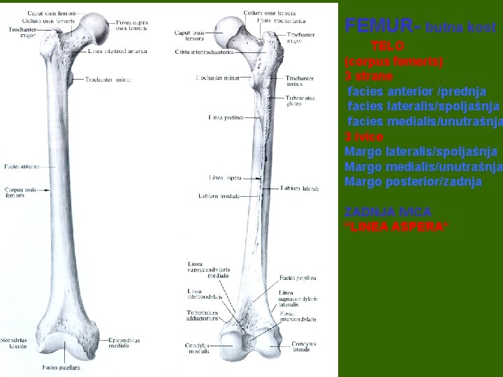 FEMUR- butna kost TELO (corpus femoris) 3 strane facies anterior /prednja facies lateralis/spoljašnja facies