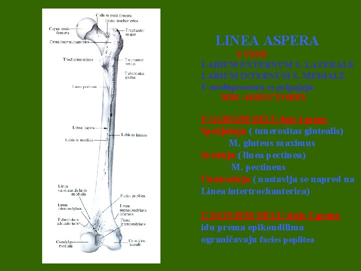 LINEA ASPERA 2 USNE LABIUM EXTERNUM S. LATERALE LABIUM INTERNUM S. MEDIALE U međuprostoru