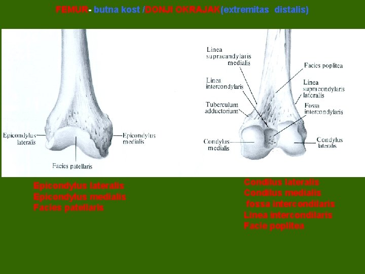 FEMUR- butna kost /DONJI OKRAJAK(extremitas distalis) Epicondylus lateralis Epicondylus medialis Facies patellaris Condilus lateralis