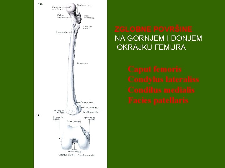 ZGLOBNE POVRŠINE NA GORNJEM I DONJEM OKRAJKU FEMURA Caput femoris Condylus lateraliss Condilus medialis